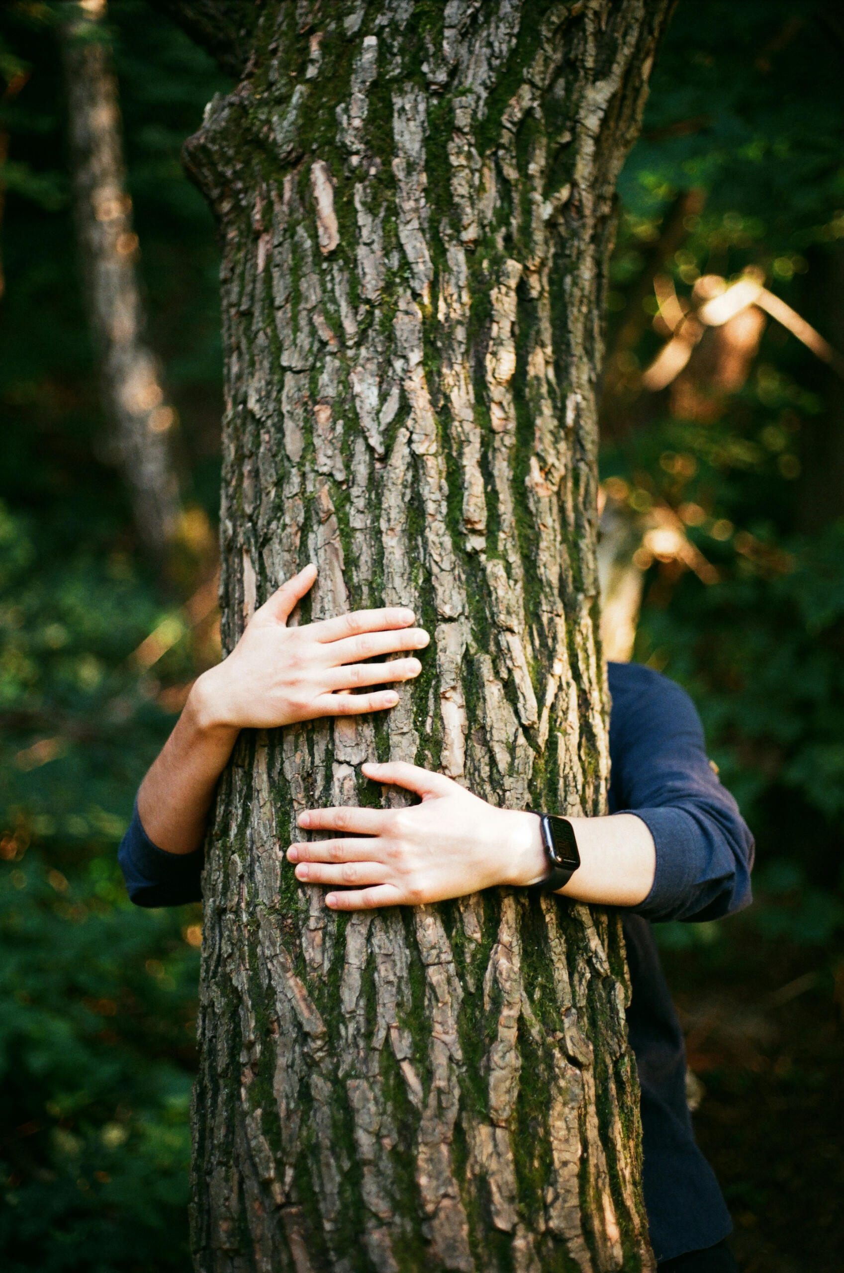 Tree Care Services