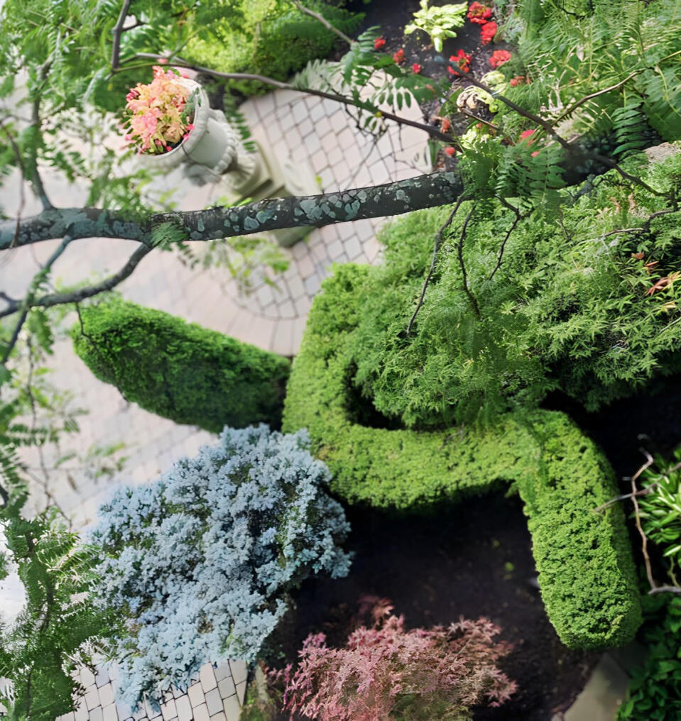 Tree and Shrub Trimmed by us